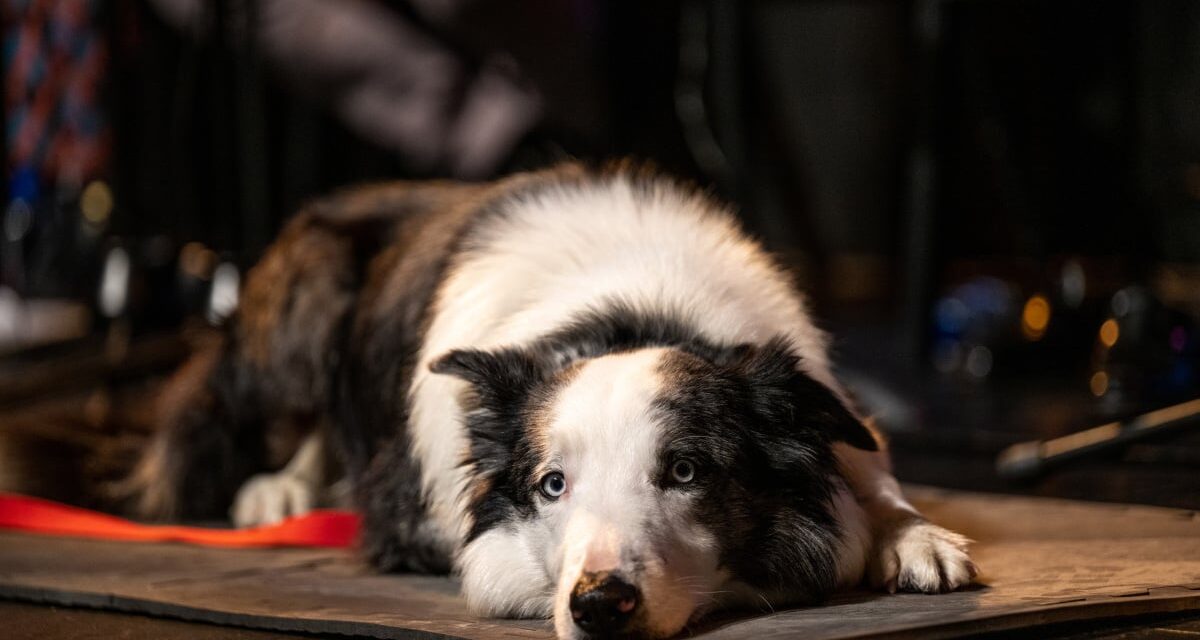 Messi, the canine star of ‘Anatomy of a Fall,’ won’t attend the Oscars, much to our dismay